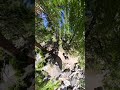 📍lower eagle falls lake tahoe hiking tahoe laketahoe insta360 @insta360 outdoor adventure