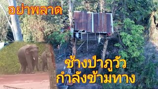 ช้างป่าภูวัวกำลังข้ามทาง#elephant #บึงกาฬ #ไทย #ลาว #ภูวัว @channel9795