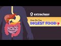 How Do You Digest Food? | Biology | Extraclass.com