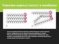 Лекция. Биологические мембраны.