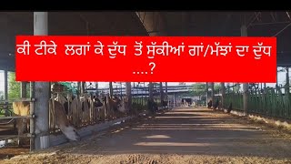 Comment ka video dry cow milk therapy ਦੁੱਧ ਤੋਂ ਸੁੱਕੀਆਂ ਗਾਂ/ ਮੱਝਾਂ ਟੀਕੇ  ਲਾ ਕੇ ਦੁੱਧ ਦਿੰਦੀਆਂ  .?