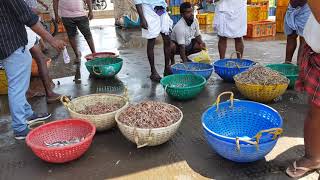 ponnani Harbour