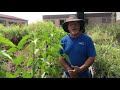 gila native plant nursery featured plant bush morning glory ipomoea carnea