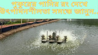 আপনার পুকুর কতটা প্রোডাক্টিভ? পুকুরের পানির রং দেখে জানুন।