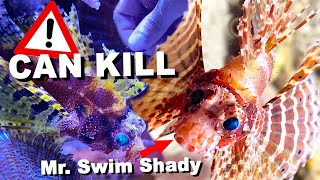 How to keep "MINI LIONFISH" (Dendrochirus brachypterus) in reef aquariums