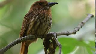 White-whiskered Puffbird male