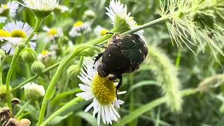 ヒメジョオンの花を食べるコアオハナムグリ 20240901 #FlowerChafer