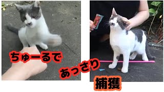 ちゅーるに手のひら返しあっさり捕獲