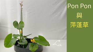 Pon Pon與萍蓬草/Pon Pon’s  Spatterdock Time/小原流插花/Ohararyu Ikebana