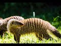 Mongoose Sound / Mongoose Sound Effect / Rodent Animal Sounds