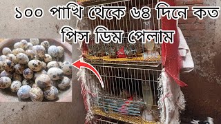 ৬৪ দিনে ১০০ কোয়েল পাখি থেকে কত পিস ডিম পেলাম | কোয়েল পালন | ২/১২/২০২৪