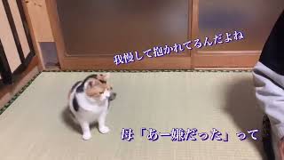 【三毛猫】遊びたいミケと抱っこしたい父（2022年11月20日）