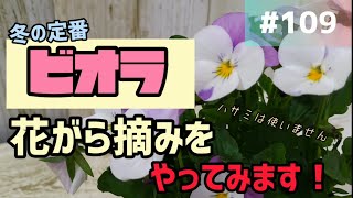 #109 ビオラの花がら摘みをやってみます！