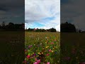 Flower Power..#flowers #nature #summer #outdoors #finland #dji #avata2