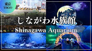 しながわ水族館 Shinagawa Aquarium Ι Japantravel Tokyo 東京 絶景