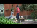 ハシビロコウのふたば、おじぎする相手を間違う 【8月のふたば23】shoebill futaba in august 2019