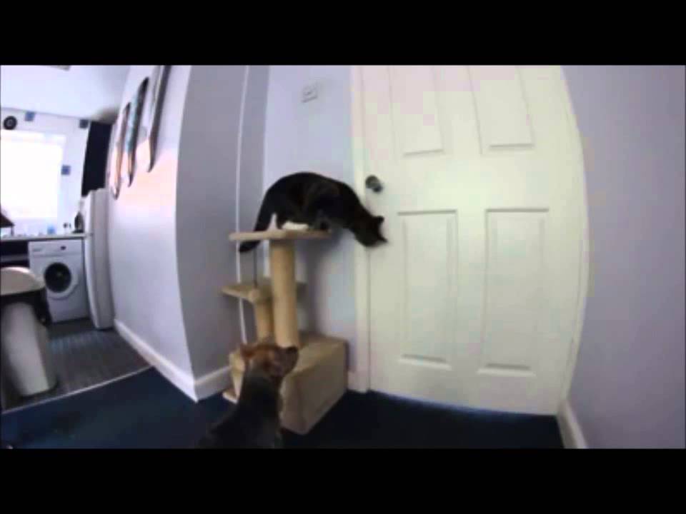 Cat Helps Dog Escape Youtube