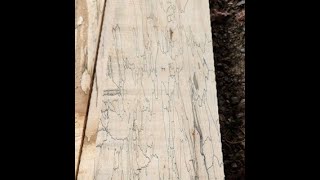 Spalted Maple on the Sawmill