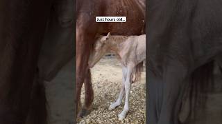 SLEEPY BABY ROO😍 #shorts #foal #babyhorse