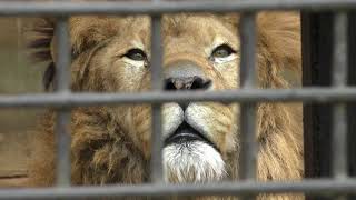 3頭のアフリカライオン (宇都宮動物園) 2018年4月30日