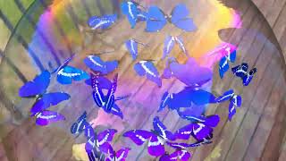 上から見たシャボン玉内のモルフォ蝶(balcony) ／ Morpho butterflies inside a soap bubble seen from above