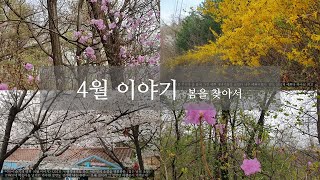 [앙또 꼬숑] 4월 이야기/April 's Story/벚꽃/Cherry blossom/봄산/ 봉제산/ 카페 커피를 디자인 하다/진달래/개나리