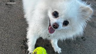 Dog attacked, killed by coyotes while walking with owner at San Francisco beach