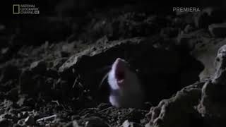 National Geographic Mice screaming