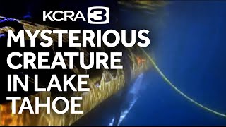 Mysterious creature spotted in depths of Lake Tahoe
