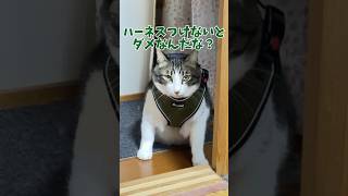 我ら野良猫→半野良→家猫→キャンピングカー猫