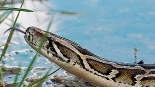 Pythons at Alligator Pond 02 - Dangerous Animals in Florida - Time Lapse x2