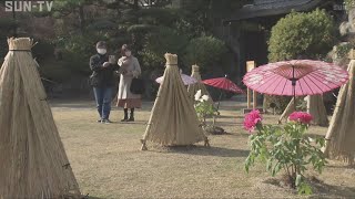 相楽園の日本庭園彩る「冬ぼたん展」