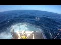 head hunter charters bermagui striped marlin on skip bait full fight