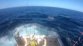 Head Hunter Charters Bermagui - Striped marlin on skip bait - FULL FIGHT