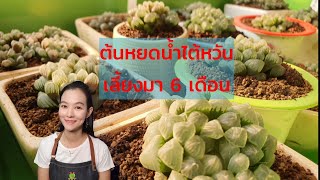 ฮาโวเทีย หยดน้ำไต้หวันเลี้ยงมา 6 เดือน รอดกี่ต้น โตหรือตาย (Review haworthia cooperi from Taiwan)