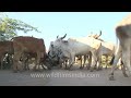 cattle traffic in the little rann of kutch