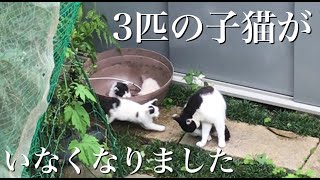 子猫が3匹いなくなって、母猫がずっと探しています - 3週間【仔猫・保護・捜索】