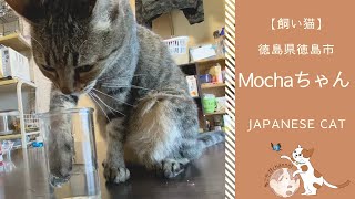 独特な水分補給をする猫 | 徳島県徳島市在住 Mochaちゃん | Japanese Cat