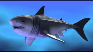 Great White Shark Animation Test