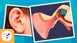 The Human EAR for Kids - Compilation Video - Sense Organs