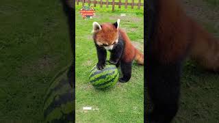 The Cutest Red panda 2023#5  แพนด้าแดงน่ารัก 2023#5 | Cute Animal Universe #cuteanimalsunverise