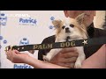 chihuahua wins palm dog award at cannes