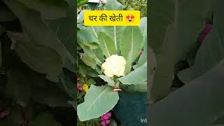 फूल गोभी घर की खेत में, 😍harvesting #trending #gardening