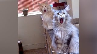 ANIMAL SOUNDS so WEIRD you'll be CONFUSED! - Super FUNNY ANIMAL VIDEOS