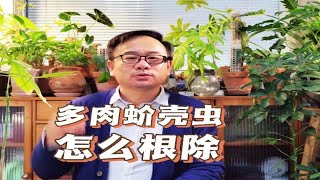 多肉蚧壳虫怎么根除？这些步骤不要少