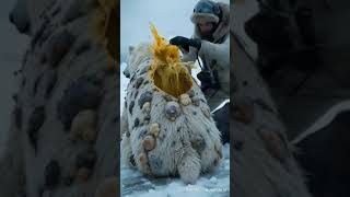 A volunteer removes infection and pus from an infected polar bear #polarbear #sealife #antarctica