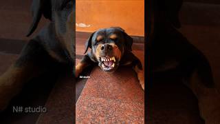 Angry dog barking loud sound #angrypuppy #cuteanimal #pets #angrypets #cutepet #rottweilerpuppy