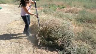 Removing Tumbleweed