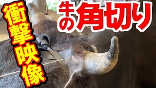 【衝撃映像】牛の除角（角切り）をモザイクなしで公開します！