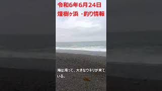 06-24　煙樹ヶ浜・波情報 #shorts  ＃遠投カゴ釣り #和歌山・釣り #煙樹ヶ浜